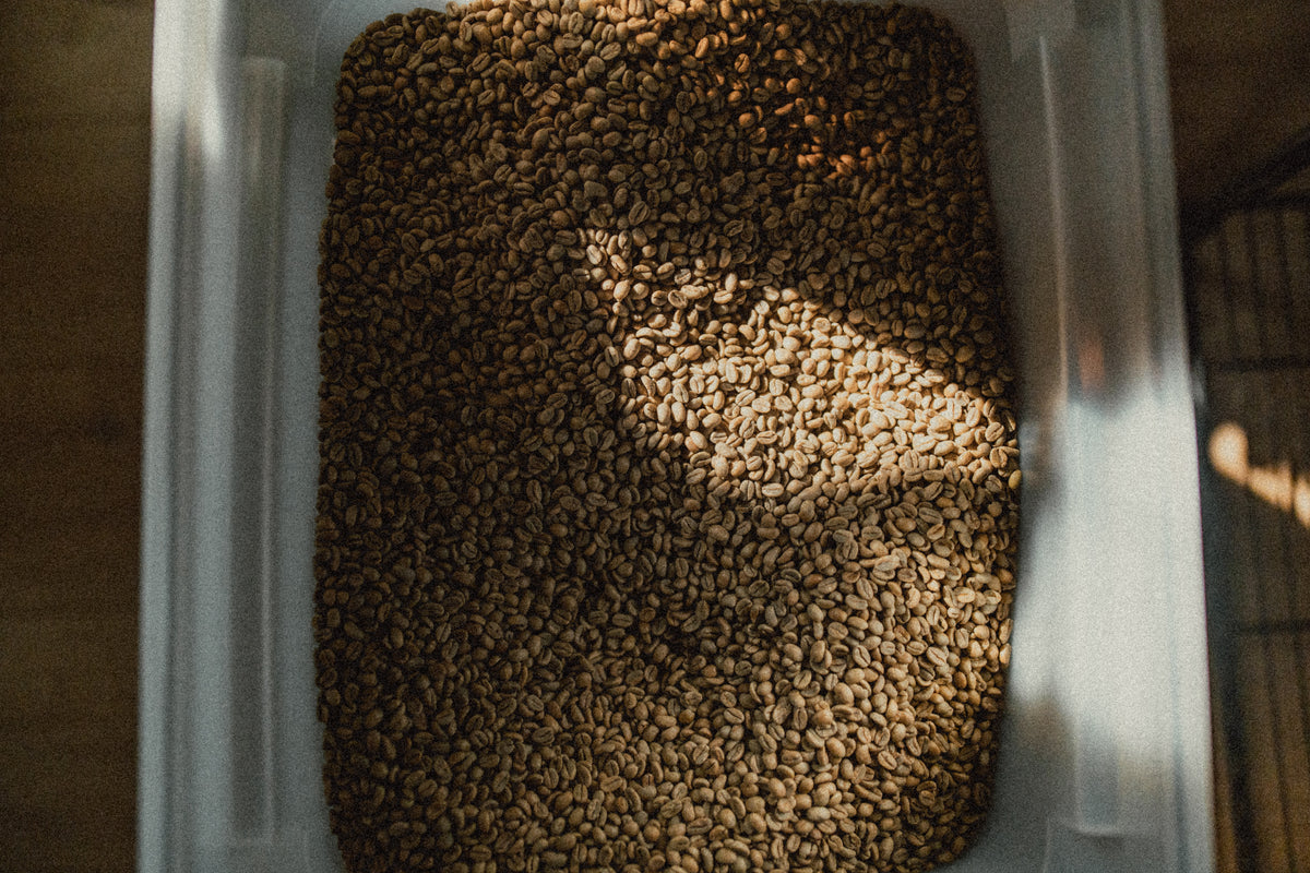 Container filled with green coffee beans